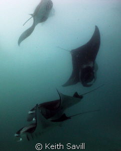 Manta's Dancing... by Keith Savill 